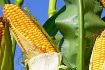 CM190玉米栽培技术要点，注意防治玉米穗腐病