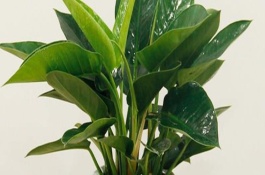 金钻叶子上有黄斑点怎么处理，要遵循见干见湿的浇水方式