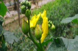 丝瓜只长雄花不长雌花的原因，营养过剩、光照和雌花过多等因素均会造成