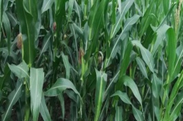 红穗1号玉米栽培技术要点，高抗大斑病