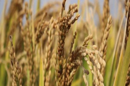 泰优98水稻栽培技术要点，秧田播种量每亩10-15公斤