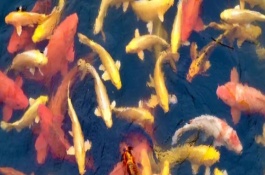 锦鲤为啥沉缸底不游动，可能已经进入睡眠状态