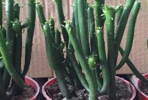 光棍树的生长习性，它很耐旱浇水不宜过多