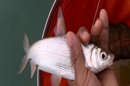 野钓黄尾鱼适合用什么饵料，腥味型、麸香型、酒香型均可使用