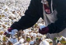 慈杂13号棉花栽培技术要点，应适期播种