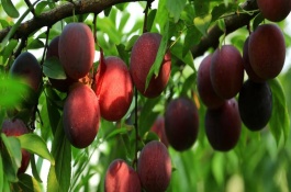 李子树的浇水方法，幼苗期需要进行摘心处理