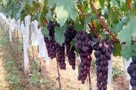 葡萄适合在几月份套袋，在生长期间进行合理的浇水