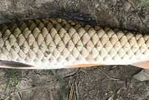 手竿钓军鱼用什么饵料，可使用蚯蚓、鸡肝、鸭肠等自然饵