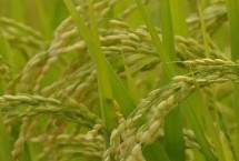 榕两优1914水稻栽培技术要点，全生育期119.6天