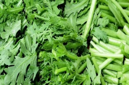 茼蒿种植多久能收获，有12-13片真叶时进行采收