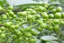 花椒采摘时间，产区不同价格不同