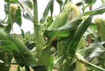 惠农单4号玉米栽培技术要点，苗期防治地老虎