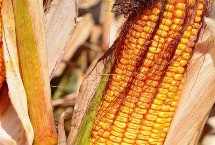 禾田202玉米栽培技术要点，中抗茎腐病
