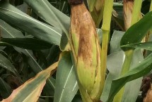 辽单1811玉米栽培技术要点，春播出苗至成熟130天