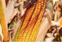 夏玉米生长期是多少天，不同的田地类型适合种植不同品种