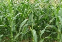 东单806玉米栽培技术要点，高抗茎腐病