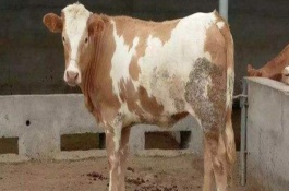 怎样防止牛瘤胃疾病的出现，情况严重时可用套管针放气