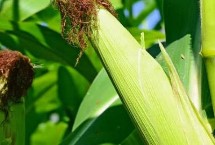 黑蒙1225玉米栽培技术要点，4月下旬至5月上旬播种