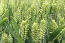 博陵189小麦栽培技术要点，足墒播种