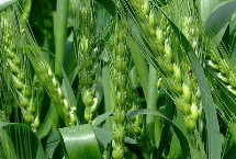 陇春44号小麦栽培技术要点，平均生育期108天