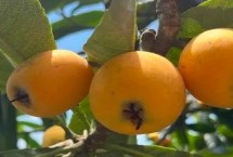 枇杷为什么要套袋以及操作方法，需培养健壮的结果母枝