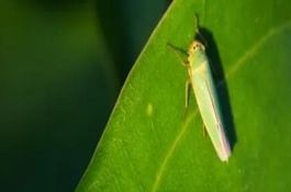 大青叶蝉的防控技术，严重时可致幼树死亡