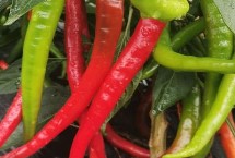 石柱红是朝天椒吗，外形和颜色均不同