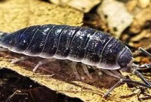 鼠妇怕什么植物，对人没有直接的危害