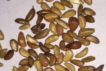 玫瑰苗的处理，播种前需浸种