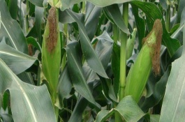 普田3号玉米栽培技术要点，普通玉米品种