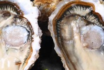 乳山生蚝几月份最肥，使用蚝刀有技巧