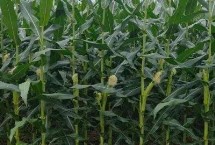 乐盈805玉米栽培技术要点，中等肥力以上地块栽培