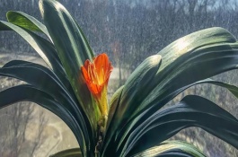 君子兰怎么判断要出箭，缺磷时会出现花色暗淡、开花不良等情况