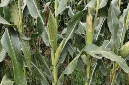 适宜范围，生育期为144.8天