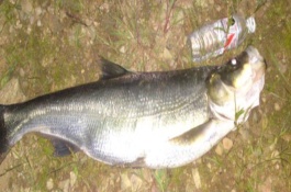 钓翘嘴鱼用什么竿比较好，主要有传统钓法、台钓法、路亚钓法等