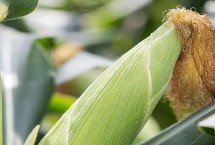 紫甜糯2020玉米栽培技术要点，在区试3333株/亩密度下