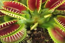 捕蝇草的养殖技术，是一种食虫植物