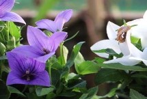 丽莎系列，品种众多各具特色