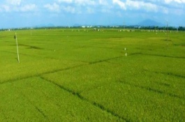 河南农业以什么为主，种植业以水稻为主