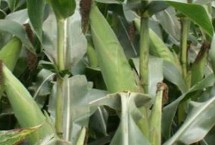 鑫丰糯3号玉米栽培技术要点，适宜密度为每亩4000株左右