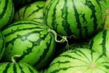 种植西瓜需要注意什么，开花坐果前要控制浇水量