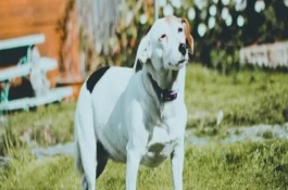 狗眼中一直有分泌物的原因，可能是上火、患有结膜炎等疾病造成