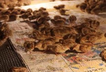 养殖鹌鹑要具备什么条件，实际收益取决于养殖数量