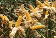巧克力玉米栽培技术要点，平均生育期80.5天