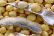 东农豆110大豆栽培技术要点，在适应区5月上旬播种
