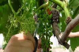 8月份怎么对葡萄修剪，将基部的枝条、细弱枝的嫩芽、长势差的嫩芽全部抹除