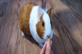荷兰猪有传染病吗，患上球虫病后会侧躺且腹泻等