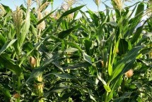 真玉1607玉米栽培技术要点，注意防治丝黑穗病