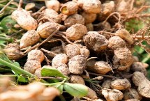 花生的育苗方式，根据当地气候环境选择为佳