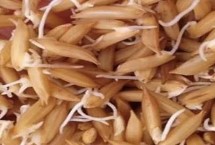 水稻催芽温度是多少，分为高温破胸、适温催芽和低温晾芽